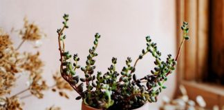 Autumn Fair set to brim with newness