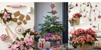 The Christmas star shines in-store Christmas in store